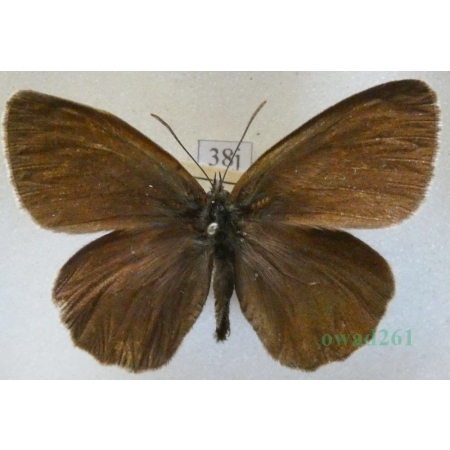 Aphantopus hyperantus (Linnaeus, 1758) male Przestrojnik trawnik Czech38j